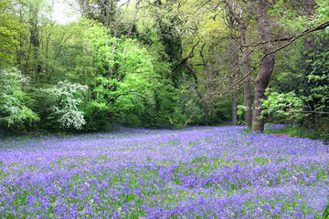 Naklejka premium Spring with pink bluebells in park Sorghvliet