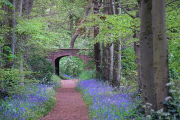 Obraz premium Spring with pink hyacinths in park Sorghvliet