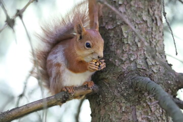 squirrel on a tree
