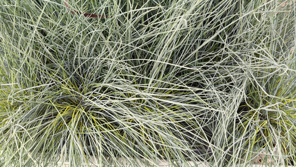 Close up of grass