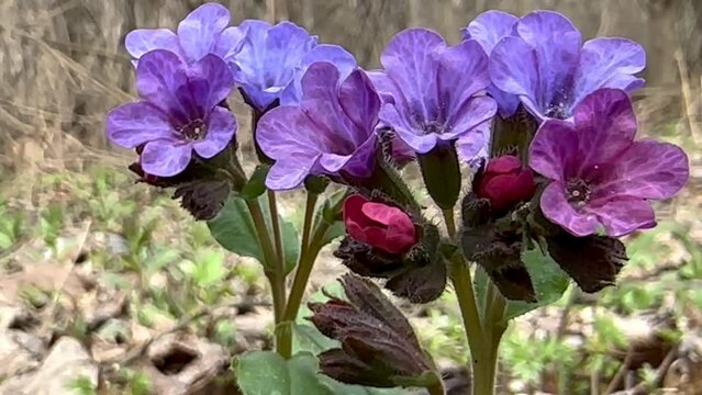 blue primrose flowers on a green background. lungwort. spring background