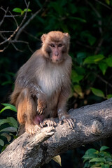 monkey family from sundarbans Bangladesh