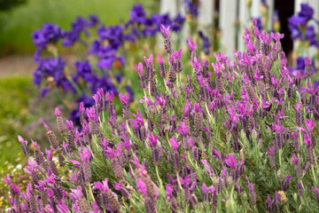 Lavender plant in a garden setting