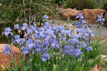 Blue Iris flowers in the garden