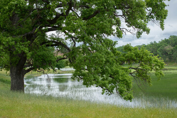 Big Oak tree by a grassy lake