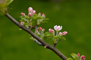 Tree branch with pink flower buds close-up on green blurred background. Apple blossoms