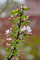 Tree branch with pink flower buds close-up on multicolor blurred background. Apple blossoms