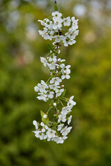 Cherry branch with blooming white flowers in spring on a blurry green background