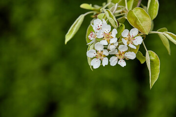 A pear tree branch with blooming white flowers in spring on a blurry green background