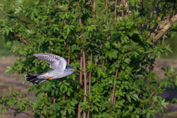 Cuckoo in flight
