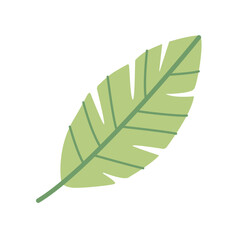 Banana leaf isolated on white background. Vector illustration.