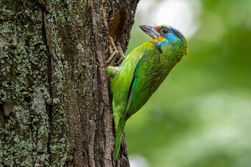 Taiwan barbet