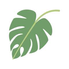 Monstera leaf isolated on white background. Vector illustration.