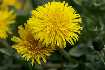 Yellow dandelions in spring on the side of the road