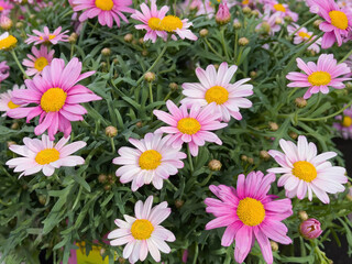 Obraz premium Blooming daisies, marguerite flowers, on a green background.