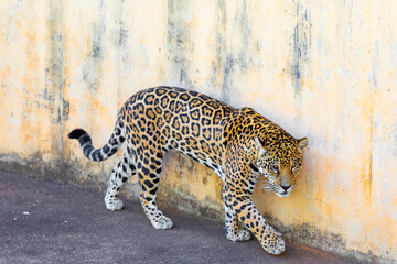 Wild Jaguar (Panthera onca) in portrait and selective focus with depth blur, know as 