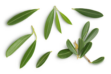 Olive green leaves isolated on white background. Top view. Flat lay