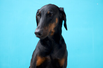 Doberman Pinscher Dog Dobe portrait - obrazy, fototapety, plakaty