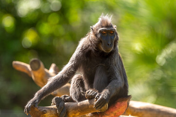 A black macaque male close-up, photographed in the Zoological Center Tel-Aviv-Ramat Gan, Israel.