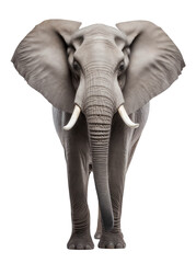 grey male African elephant with large ivory tusks isolated over a transparent background, wildlife, zoo, circus or safari design element, front view, generative AI