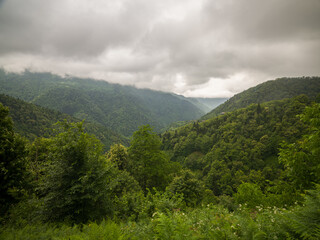 Macahel Valley. Rain forests. The beautiful nature of Artvin. Turkey 