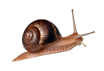 Snail isolated on transparent layered background.
