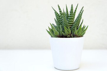 Succulent plants on a white background