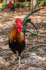 Ybor City, Tampa, FL, US-April 23, 2023: Domesticated chickens and roosters wander freely in this historic neighborhood which is considered a bird sanctuary.