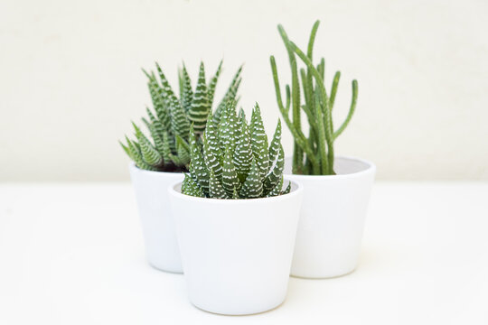 Succulent plants on a white background