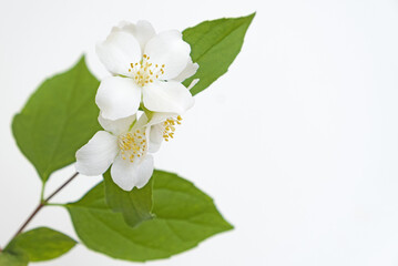 Naklejka na ściany i meble Elderflowers on a white background