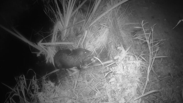 Nutria (Myocastor coypus), auch Biberratte, putzt an einem kleinen Bach ihr Fell, Nordrhein-Westfalen, Deutschland, Weilerswist