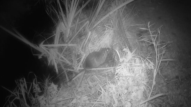 Nutria (Myocastor coypus), auch Biberratte,  putzt ihr Fell an einem kleinen Bach, Nordrhein-Westfalen, Deutschland, Weilerswist