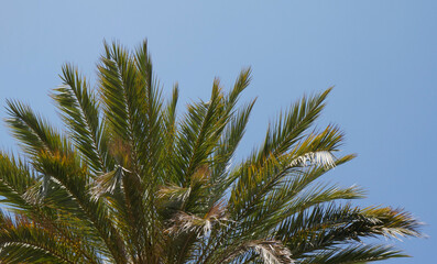 Palm tree with green leaves, blue sky space.