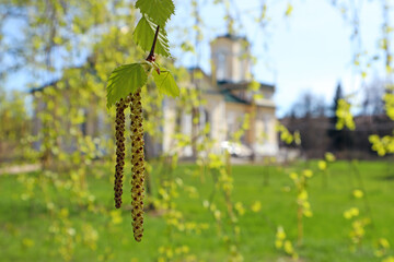 Spring awakening: blossoming birch branch against the background of churches, close-up