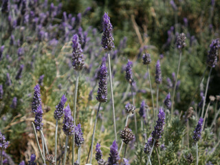 Close up, expanse of land with lavender plants as a natural background.