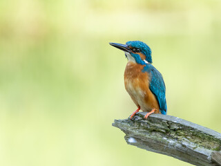 Beautiful nature scene with Common kingfisher (Alcedo atthis). Wildlife shot of Common kingfisher (Alcedo atthis) on the branch. Common kingfisher (Alcedo atthis) in the nature habitat.