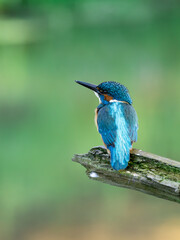 Beautiful nature scene with Common kingfisher (Alcedo atthis). Wildlife shot of Common kingfisher (Alcedo atthis) on the branch. Common kingfisher (Alcedo atthis) in the nature habitat.