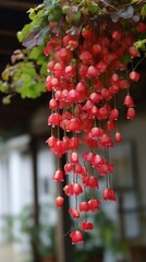 Weeping red begonia hanging from the eaves, begonia flowers, beautiful clusters of begonias. Bush with begonia flowers. Generative AI.