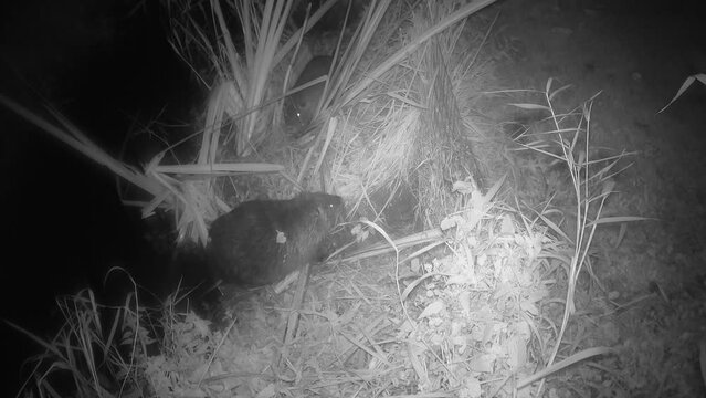 Nutria (Myocastor coypus), auch Biberratte, an einem kleinen Bach, Nordrhein-Westfalen, Deutschland, Weilerswist