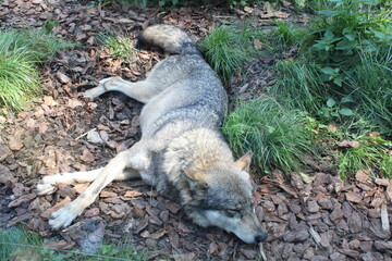 Śpiący wilk/Sleep wolf - obrazy, fototapety, plakaty