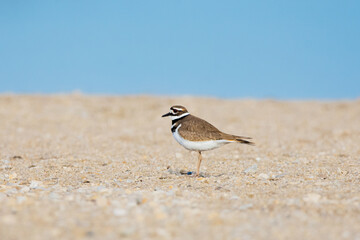 Wild Killdeer on Beach