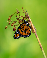 Viceroy Butterfly