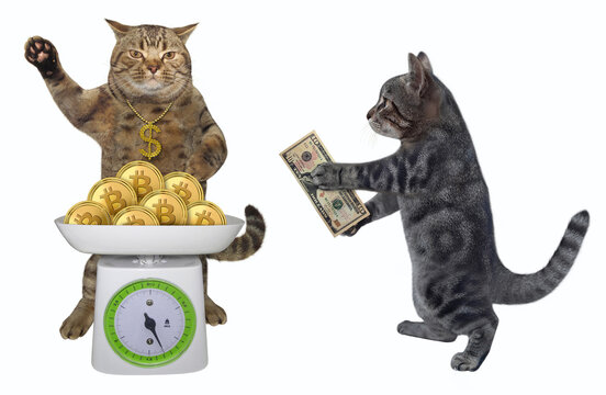 Cat gray buying bitcoin coins