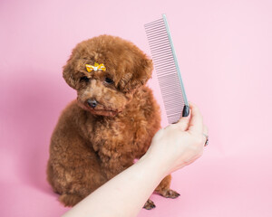 Woman combing a mini poodle on a pink background. 