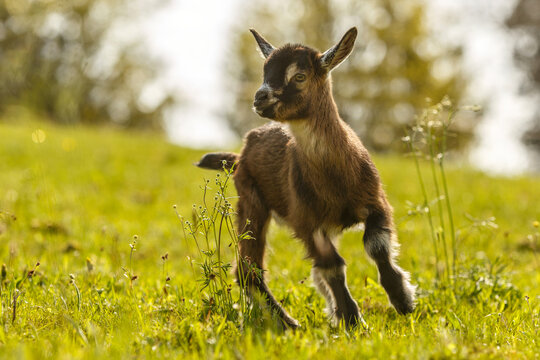 Portrait of a cute little kid goat on a pasture in spring outdoors