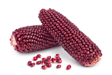 Purple corn or maize isolated on white background with full depth of field