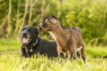 Animal friends: An elderly black labrador dog and a cute little kid goat on a meadow in spring outdoors