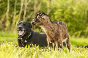 Animal friends: An elderly black labrador dog and a cute little kid goat on a meadow in spring...
