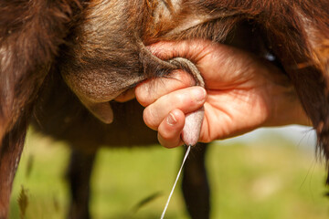 Close-up of the udder of a female goat during milking in spring outdoors