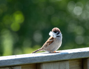 tree swallow sitting on a fence